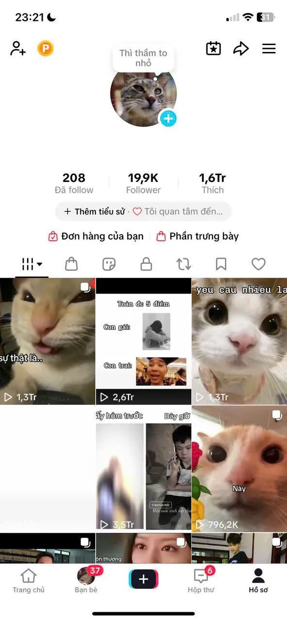 Kênh Mèo Đáng Yêu 1
